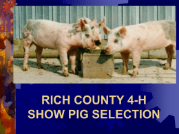 WEBER COUNTY 4-H SHOW PIG SELECTION