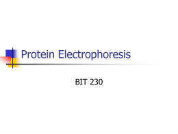 Protein Electrophoresis - MCCC Faculty & Staff Web Pages