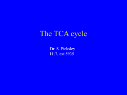 The TCA cycle - University of Bradford