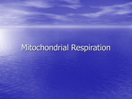 Mitochondrial Respiration