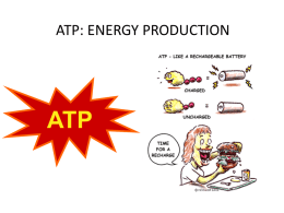 ATP ENERGY PRODUCTION