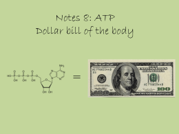Notes 8: ATP Dollar bill of the body