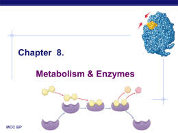 Chapter 6. Metabolism & Enzymes
