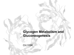 Glycogen Metabolism and Gluconeogenesis
