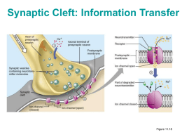 Synaptic Cleft: Information Transfer