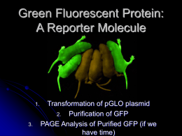 Green Fluorescent Protein: A Reporter Molecule