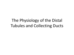 The Physiology of the Distal Tubules and Collecting Ducts