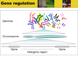 Gene regulation - Sonoma Valley High Home