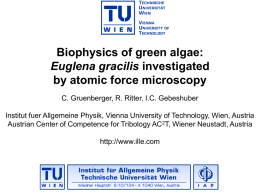 The monocrystalline photoreceptor of Euglena gracilis from