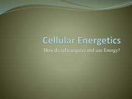 Cellular Energetics - Mount Mansfield Union High School