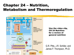 Chapter 24 - Metabolism