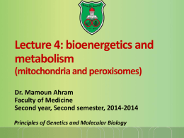 Lecture 4: bioenergetics and metabolism (mitochondria and