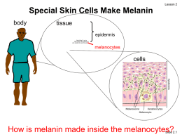 Special Skin Cells Make Melanin