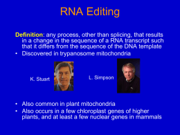 S1 mapping of the 3’ end of a RNA