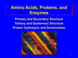 Amino Acids, Proteins, and Enzymes