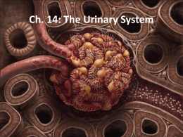 The Urinary System - College of the Canyons
