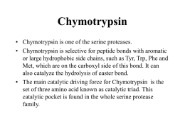 Chymotrypsin - New Jersey Medical School