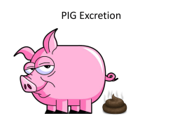 PIG Excretion - Mrs Miller's Blog | Science Revision