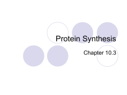 Protein Synthesis - Beaver Local High School