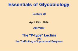 Essentials of Glycobiology Lecture 13 April 25th. 2000