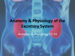 NOTES: The Excretory System