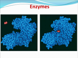 Topic 3.6: Enzymes