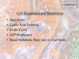 Cell Respiration and Metabolism