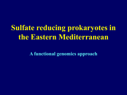 Sulfate reducing prokaryotes in Eastern Mediterranean