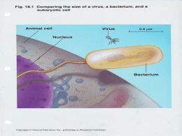 Chapter 18: The Genetics of Viruses & Bacteria