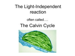 The Light-Independent reaction