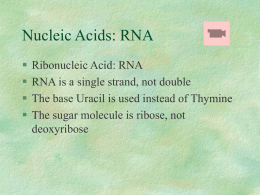 Nucleic Acids: RNA