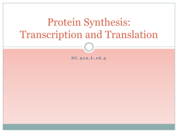 Protein Synthesis: Transcription and Translation