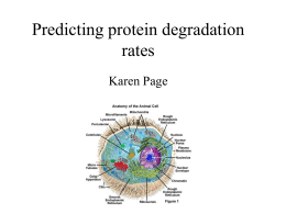 Predicting protein degradation rates
