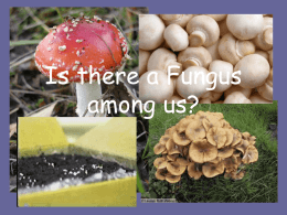 Is there a Fungus among us?