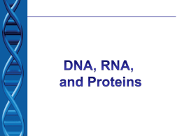 DNA and Protein Synthesis - Garnet Valley School District