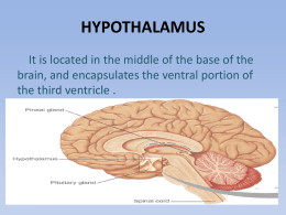 HYPOTHALAMUS