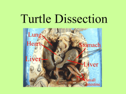 Turtle Dissection PowerPoint