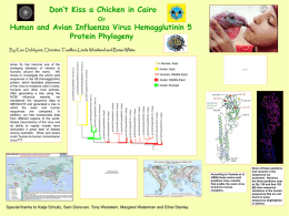 Don`t Kiss a Chicken in Cairo