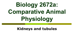 Biology 272b: Comparative Animal Physiology