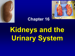 Urinary System Notes