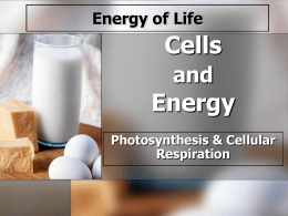 Powerpoint on Photosynthesis and Cellular Respiration