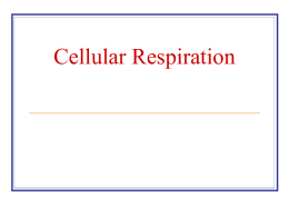 Cellular Respiration PowerPoint review