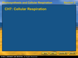 CH7Cellular-Respiration