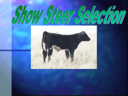 Show Steer Selection