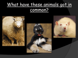 What have these animals got in common? - pams