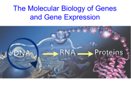 RNA Polymerase - California Lutheran University