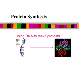 10.3 Protein Synthesis