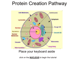 Protein Creation Pathway