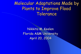 Molecular Adaptations Made by Plants to Improve Flood Tolerance