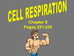 Cell Boundaries Chapter 7.3
